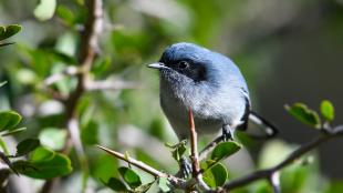 A small medium-blue bird with black mask markings across its eyes is perched on a leafy slender branch