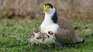 A Masked Lapwing parent shelters its small chicks against/beneath its chest