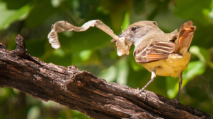 A Great Crested Flycatcher perched on a branch facing away from the camera. The bird is holding a length of dried, shed snake skin in its bill.