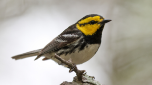 A Golden-cheeked Warbler perched against a hazy background.