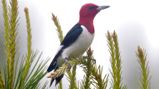 Red-headed Woodpecker 