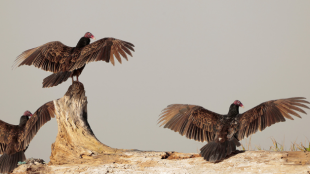 Three Turkey Vultures, wings spread, on a log
