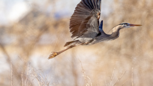 A Great Blue Heron in flight with wings outstretched over grass and shrubs