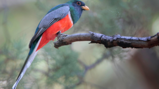 Elegant Trogon stands on thin tree branch