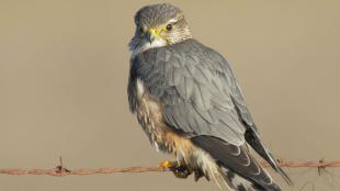 Merlin perched on a wire fence
