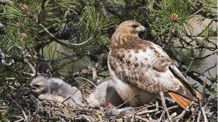 Red-tailed Hawk on nest with young