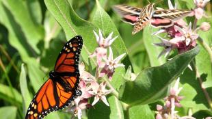 An orange and black Monarch Butterfly and a white lined sphinx moth on blossoming milkweed plant in sunlight