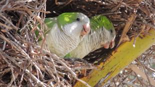 Pair of green and white Monk Parakeets peering out from their large nest