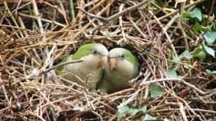 A pair of small green parrots peer out from an opening in a large nest made of sticks and branches.