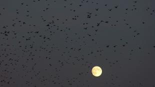 Silhouettes of migrating birds cross in front of a full moon in dark grey sky