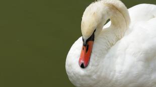 Mute Swan resting head on its neck