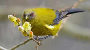 A New Zealand Bellbird perched on a flowering branch, the bird's face lightly speckled with pollen and its red eyes shining