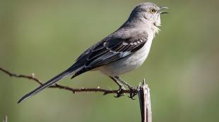 Northern Mockingbird singing