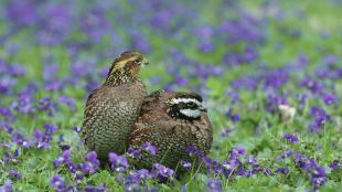 A pair of small round birds sit close to each other in a flowering landscape