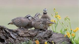 Two pair of Northern BobWhites showing their speckled plumage and striped heads while perched on fallen wood amidst spring flowers