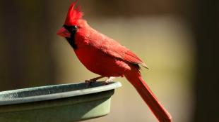 Male Northern Cardinal perched on edge of bird feeder tray, partially lit by sunlight, his red crest glowing
