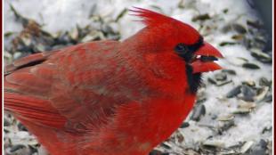 Northern Cardinal with seed