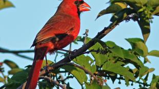 A male Northern Cardinal sits on a leafy branch, his vivid red plumage and yellow beak highlighted by sunlight