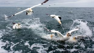 Northern Gannets feeding by diving into and splashing up out of the open sea. One bird has a fish in its beak.