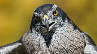 Closeup of a Northern Goshawk looking forward, sharp beak partly open, and yellow gold eyes