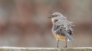 A Northern Mockingbird perched with its back to the camera and head turned to the left, beak open.