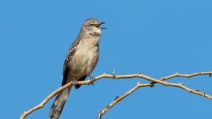 Northern Mockingbird perched on a branch against a clear blue sky, its head turned to the left and its beak open as it sings in the sunlight