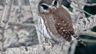 Un tecolote serrano con plumas como ojos falsos en la parte trasera de la cabeza