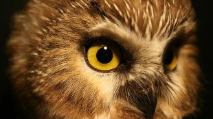 Closeup of Northern Saw-whet Owl showing bright yellow eye and soft pale facial disc feathers above dark beak.
