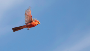 A bright red Northern Cardinal flies across an open blue sky