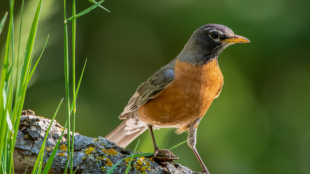 An American Robin stands on a log in golden sunlight against a green background.