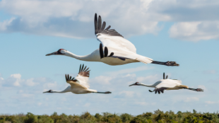 Three Whooping Cranes seen flying in profile against a blue sky.
