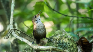 A Nava's Wren perches with their head upturned in song. The background is tropical greenery.