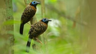 Pair of Ocellated Antbirds perched in Panamanian forest