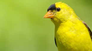 A male American Goldfinch in profile against a green background.