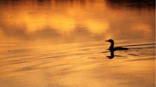 A loon seen in profile on the surface of a calm lake at sunset.
