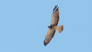 Un aguilla de Swainson visto desde abajo mientras vuela a cielo abierto