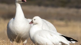 Two white geese with pink bills and black wing tips stand in yellow grass. The bird in back is a hefty Snow Goose that towers over the petite Ross's Goose in the foreground.