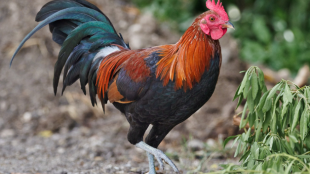 A male rooster (Red Junglefowl) struts across a leafy backdrop. 