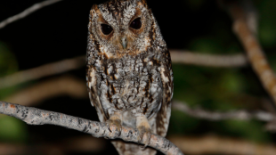 A Flammulated Owl perches on a bare branch. The tiny raptor's feathers are brown and streaky with a few flecks of orange.