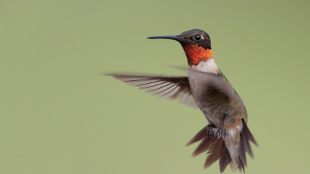 A male Ruby-throated Hummingbird photographed hovering in flight. 