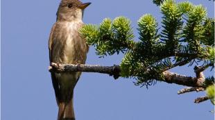 Olive-sided Flycatcher perched on a conifer branch against a blue sky.