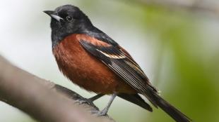A male Orchard Oriole.