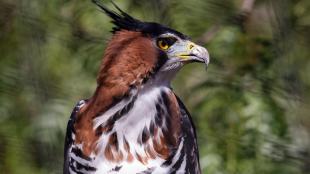 An Ornate Hawk Eagle looks to its left, showing a sharp curved beak, golden eyes, and mottled black and brown feathers with some raised in a crest on its head.