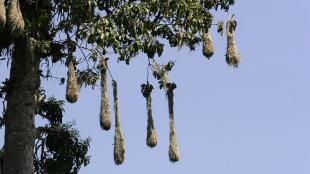 Oropendola nests, elongated hanging baskets
