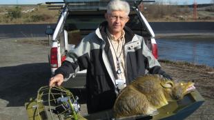 Wildlife biologist Steve Osmek with coyote model on remote-controlled airboat