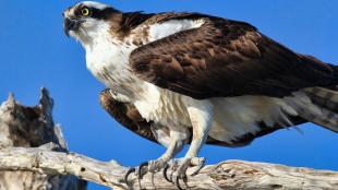 Osprey perched with talons on branch