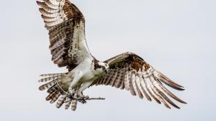 An Osprey flying back to the nest while carrying a stick in its talons. The Osprey's wings are outstretched, the feathers's colors ranging from dark brown to white with brown stripes.