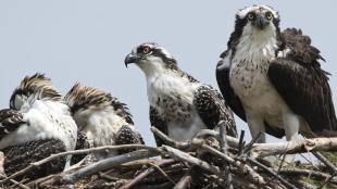 Osprey with chicks on nest