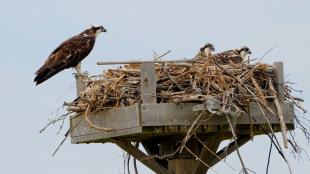 Osprey nest built on a wooden platform, with a female adult standing at one edge of the nest, which contains 2 juvenile ospreys.