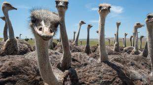 A flock of ostriches all looking into the camera, with blue sky in the background
